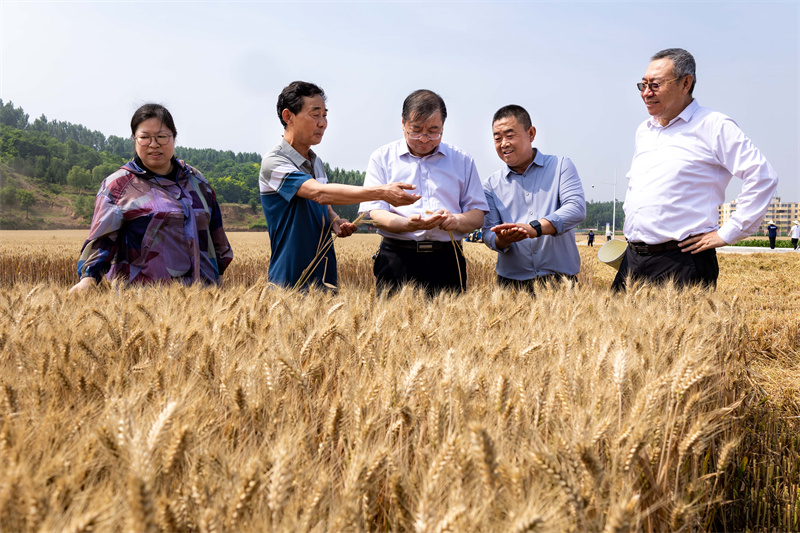 6月21日，专家们在山西省翼城县“烟农1212”绿色高产技术示范田查看穗粒数、粒型等。刘峰摄