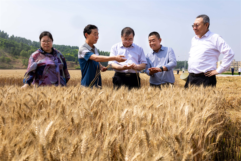 6月21日，專家們在山西省翼城縣“煙農1212”綠色高產技術示范田查看穗粒數、粒型等。劉峰攝