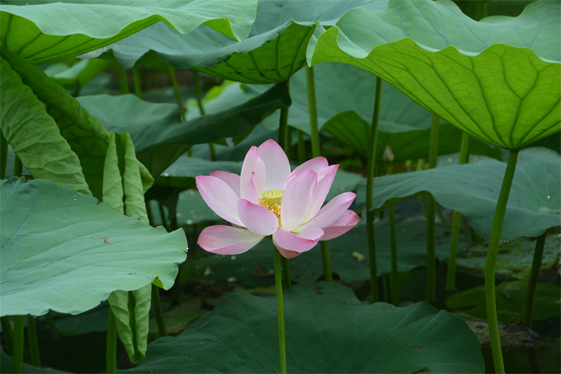 荷花綻放。劉杰攝
