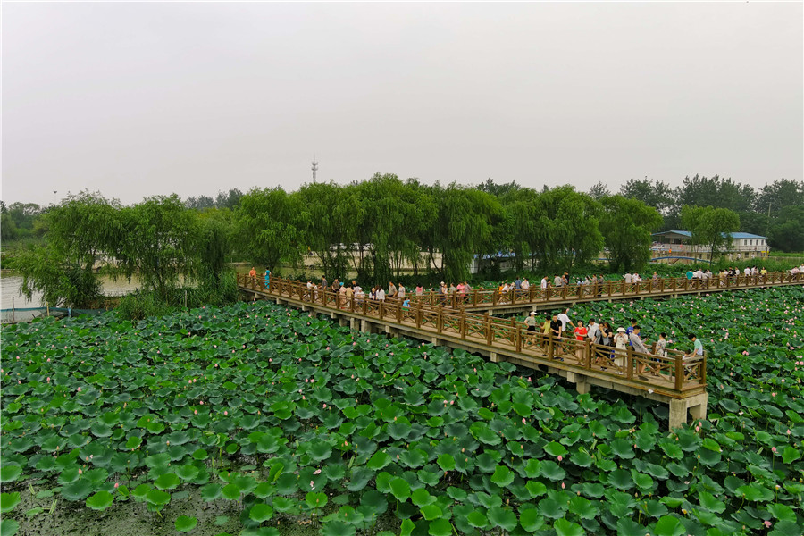 五河县沱湖千亩荷花盛开。胡磊摄