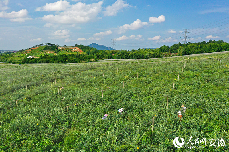 藍莓種植基地。
