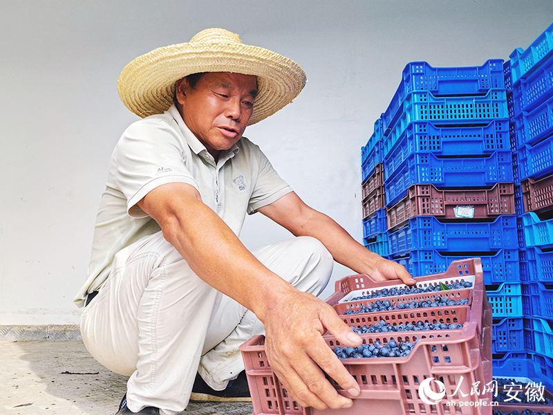 皖南光明蓝莓产业基地内，刚刚采摘的蓝莓。人民网记者 韩震震摄