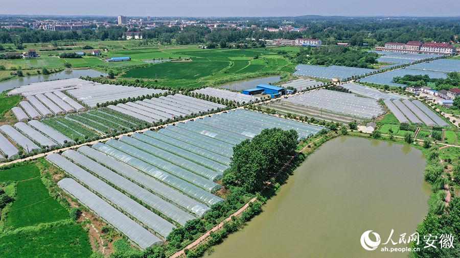俯瞰天长华云百合专业合作社蔬菜种植基地。人民网记者 张俊摄
