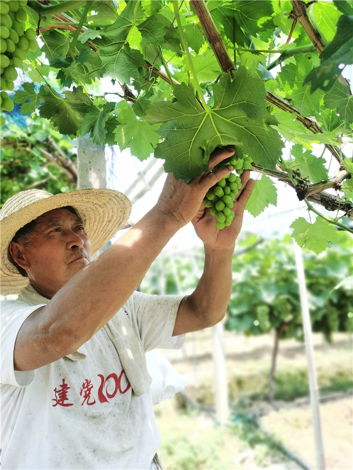 6月底，果農們為葡萄上市做最后的准備