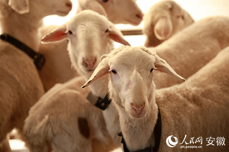 “羊产业”逐渐丰富为“羊产业链”。人民网记者 陶涛摄