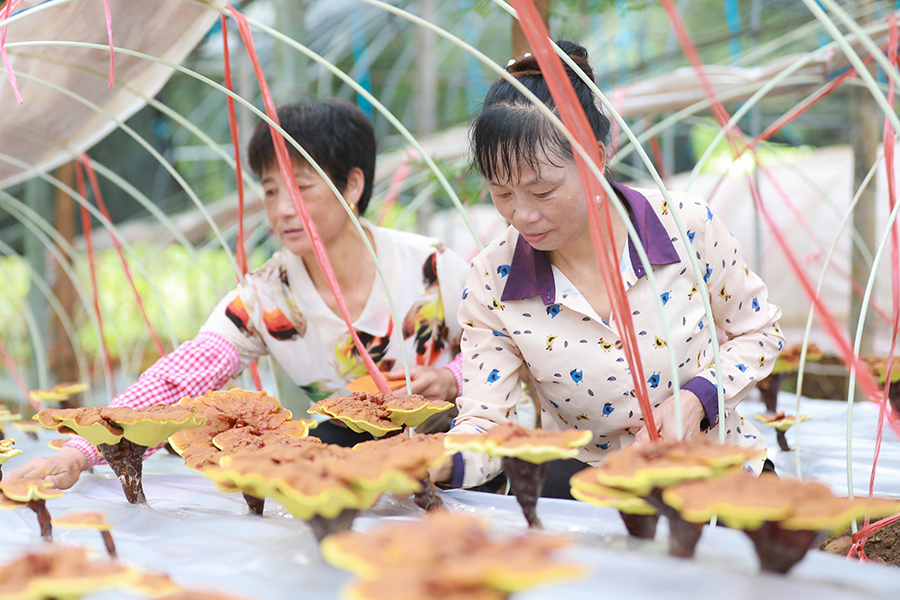 丰收在望，村民查看灵芝长势。江建兴摄