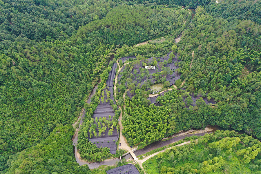 俯瞰灵芝种植基地。江建兴摄