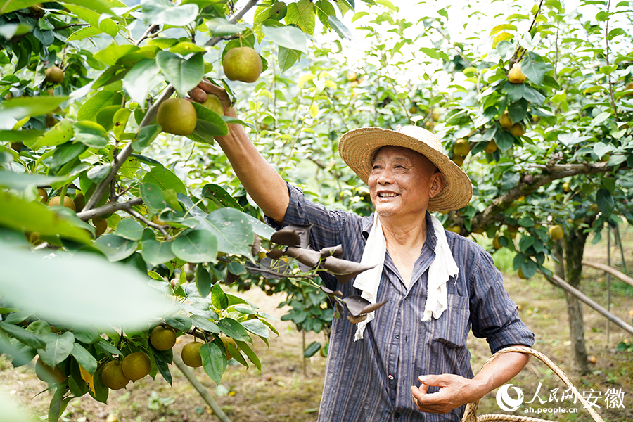 梨子豐收讓採摘的工人感到欣喜。人民網記者 王銳攝