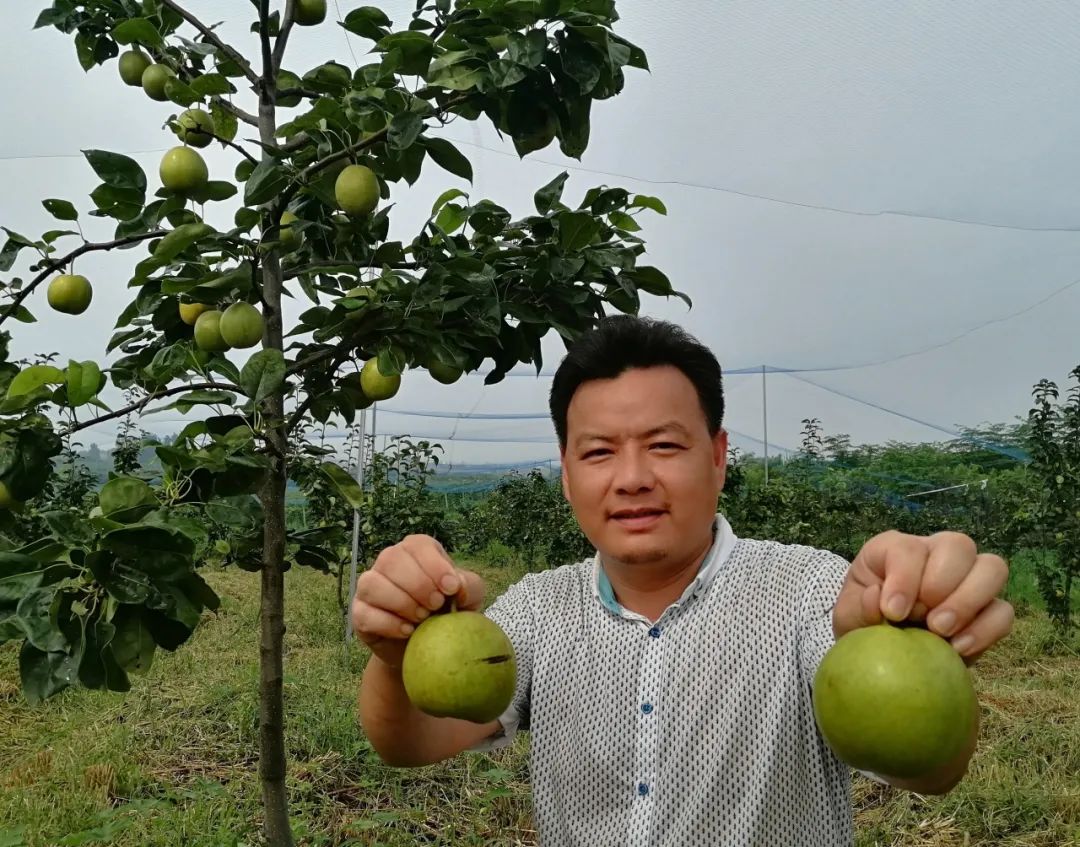 金玉钧种植的翠冠梨。吴悦供图
