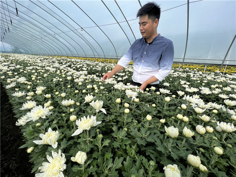 方帥杰正在查看菊花的生長情況。謝勛章攝