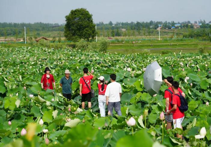 實踐團隊行走在荷香棧道上。劉寶攝