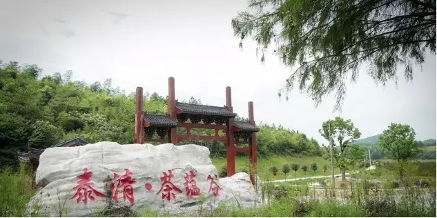 泰清茶蕴谷森林康养基地
