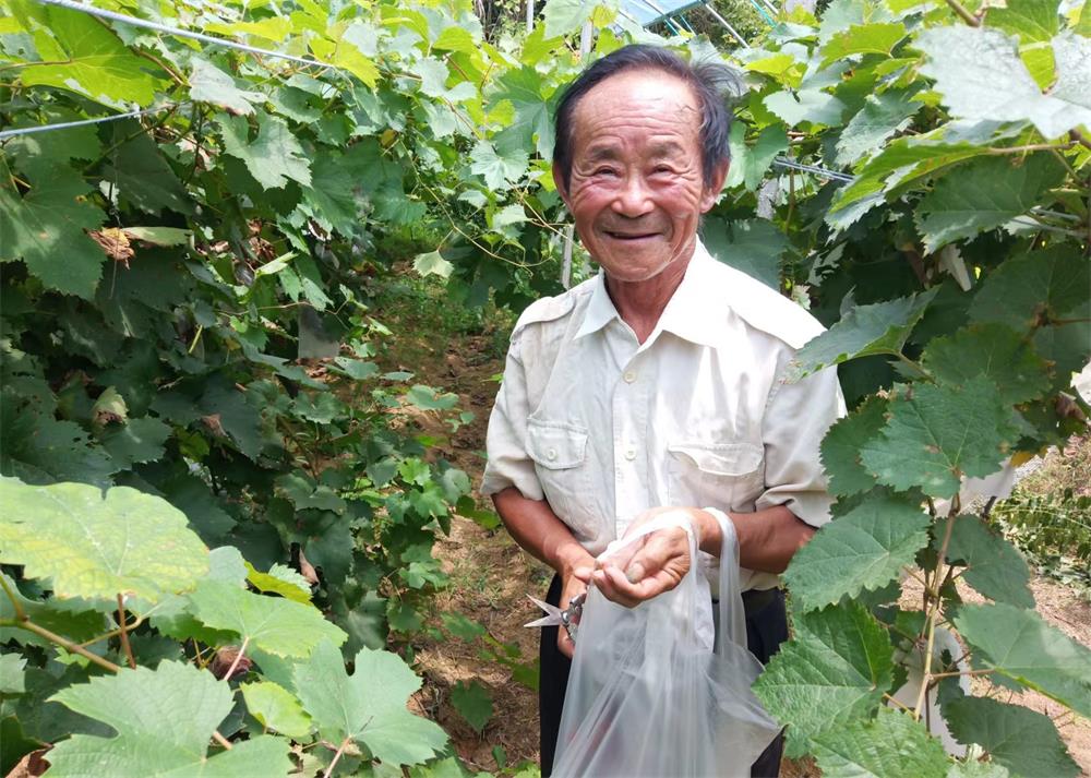 正在帮助游客采摘葡萄的果园主人程立中。黄健生供图