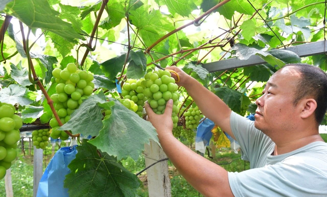 采摘葡萄。