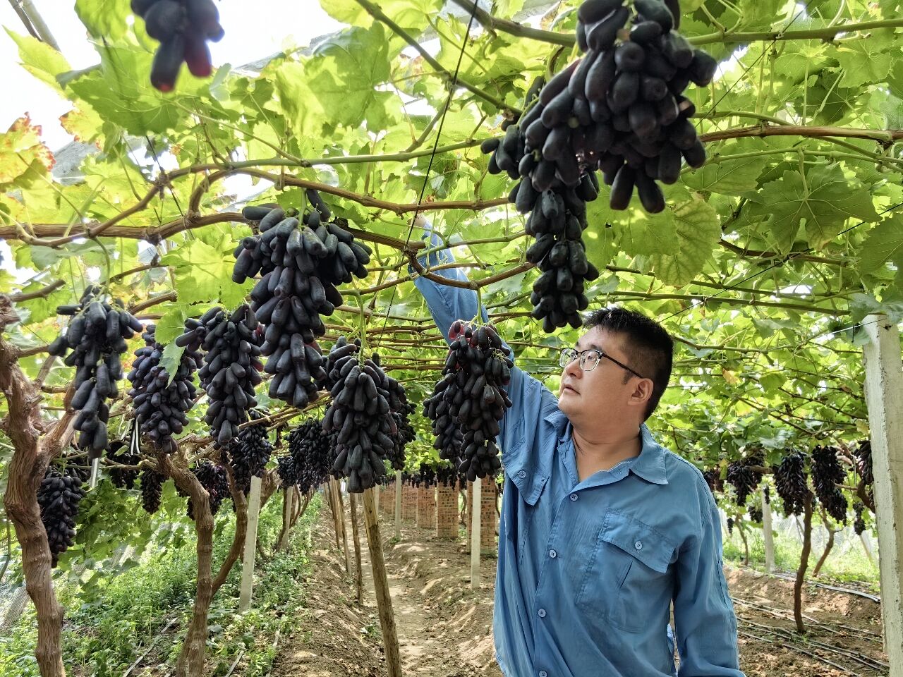 藍寶石葡萄。