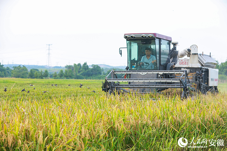 宣城市宣州區收割再生稻。人民網記者 張俊攝