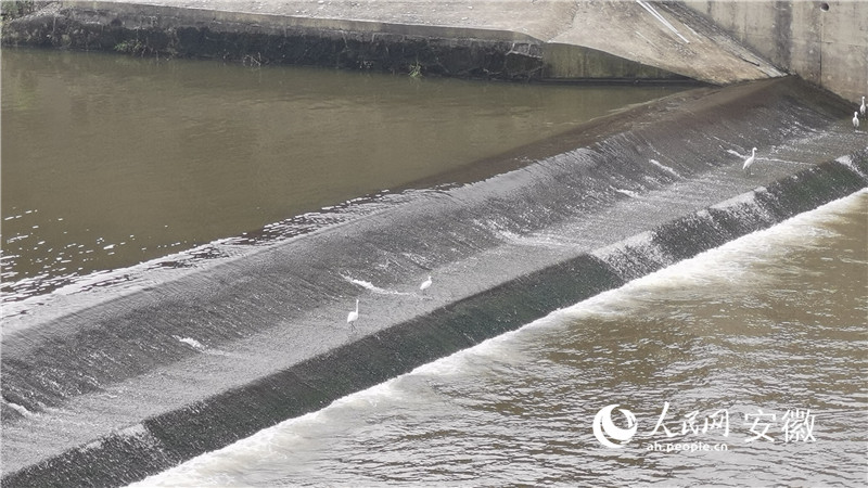 一行白鷺在淠史杭灌區淠河灌區渠首處。人民網 胡雨鬆攝