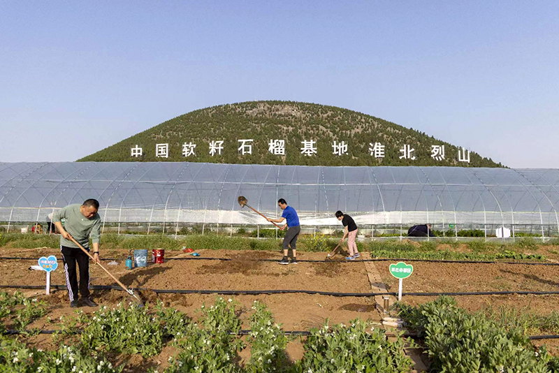 淮北市烈山区烈山镇榴园社区石榴种植园的种植户正在劳作。烈山区委组织部供图