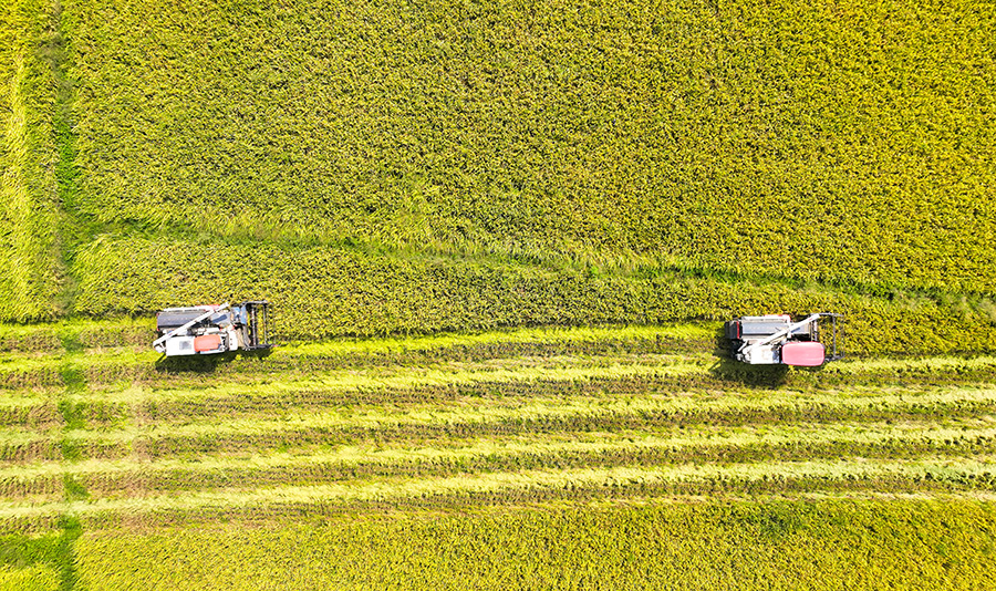 农民驾驶机械在田间进行收割作业。陈家乐摄