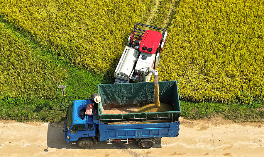 農民駕駛機械在田間進行收割作業。陳家樂攝