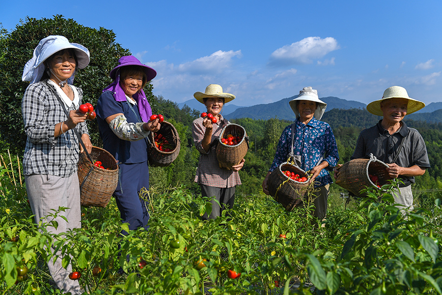 8月22日，漫水河镇李家河村村民们采摘红灯笼辣椒。吴悦摄