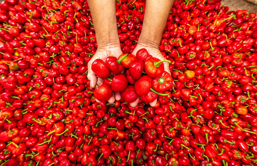 8月22日，漫水河镇李家河村村民展示刚刚收获的红灯笼辣椒。吴悦摄