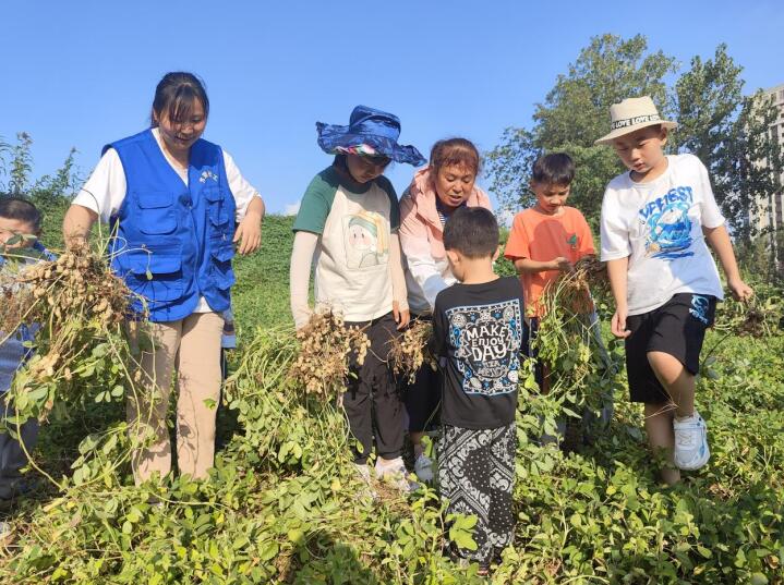 8月23日，在合肥市建材三厂生活小区北侧一花生地，学生和农民一起收花生。