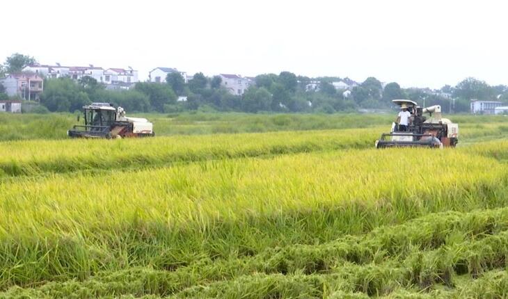 青草镇徐漕村再生稻头季稻机收现场。桐城市委宣传部供图