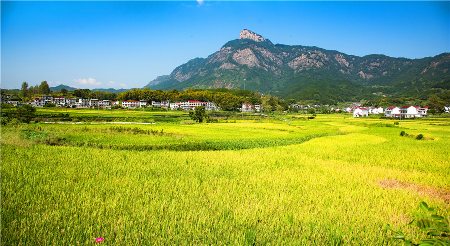 司空山下好“丰”景。薛晓莲供图