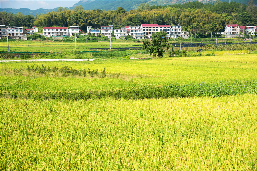 司空山下好“丰”景。薛晓莲供图
