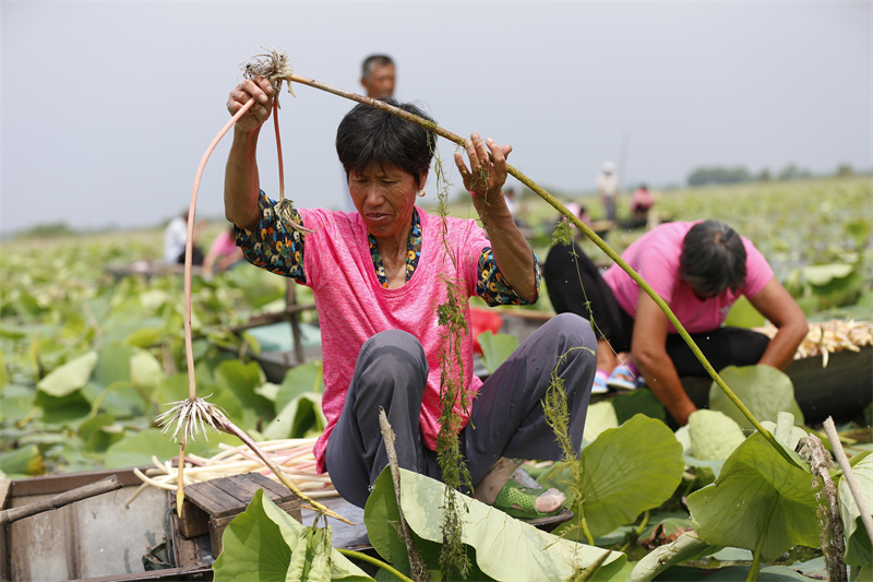 泗洪縣臨淮鎮農戶在洪澤湖生態修復示范段採摘新鮮藕帶。趙軍干 攝