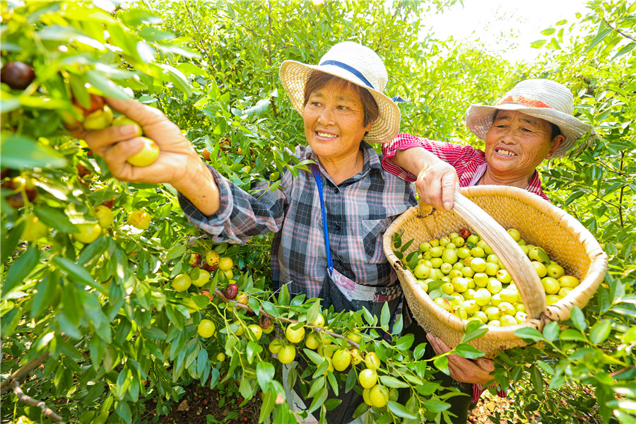 山地灵枣采摘忙。冯树风摄 