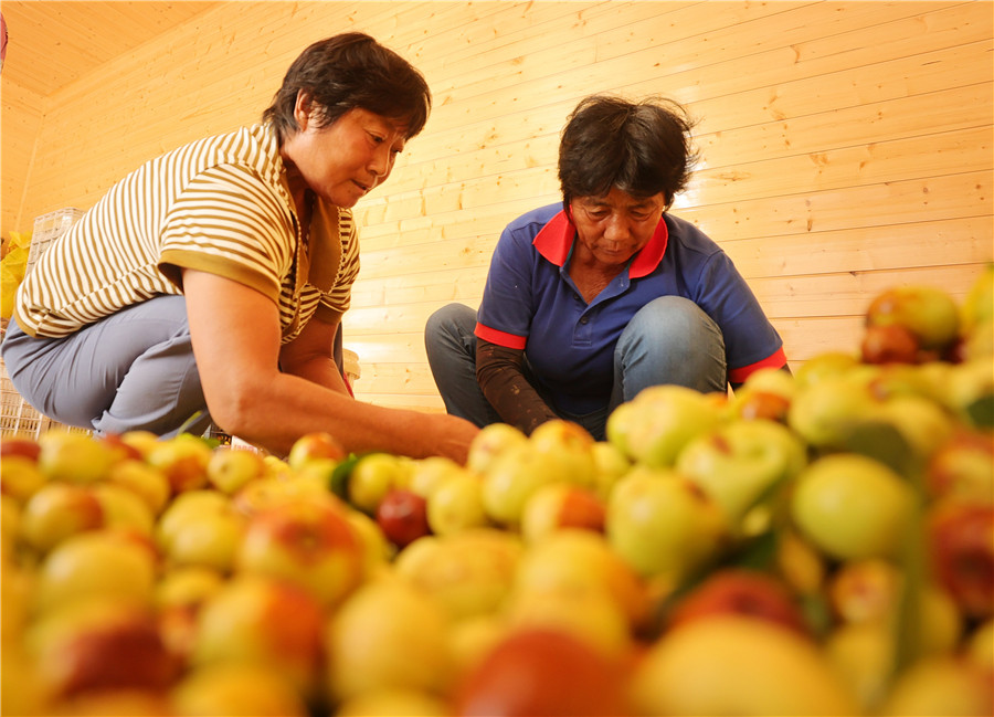 山地灵枣采摘忙。冯树风摄 