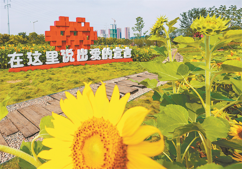 佳山乡三联村特色田园精品村向日葵“花海”。刘亮供图