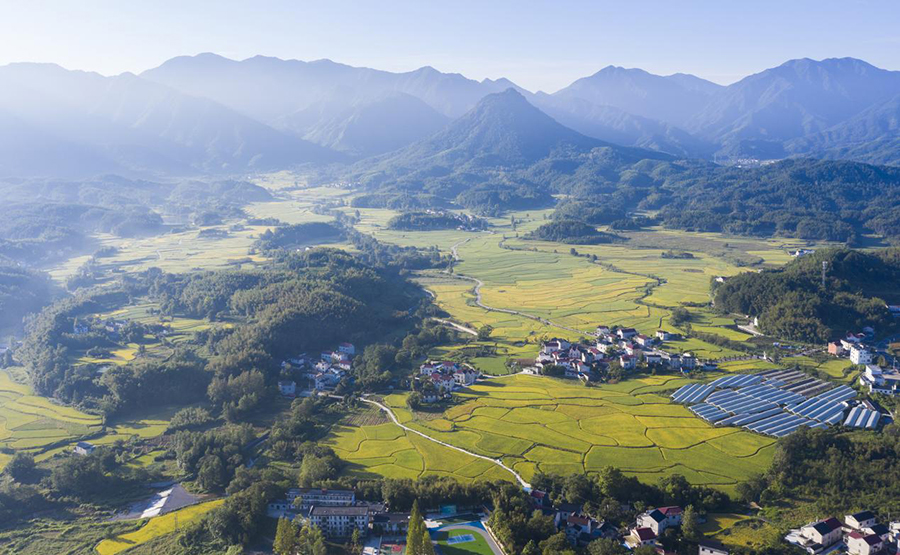 白地鎮梯田水稻。江建興攝