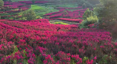 绩溪：百亩天鹅绒紫薇花绽放