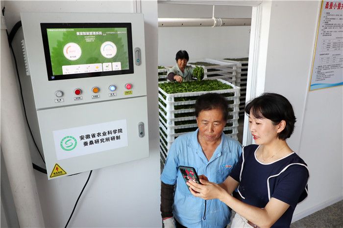 省蠶桑研究所葉崇軍副研究員在六安市三十鋪鎮太平村開展蠶室智能管理系統使用和小蠶共育技術指導。