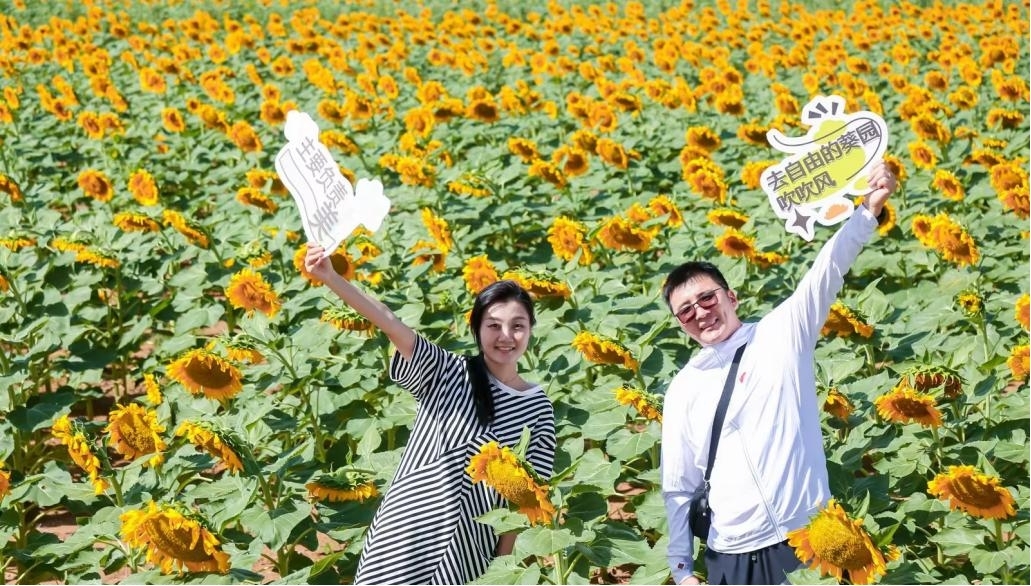 洽洽萬畝葵園。洽洽食品供圖