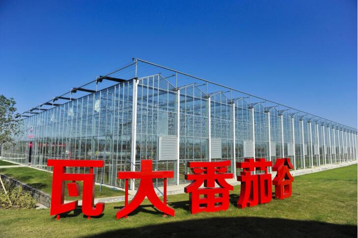 瓦大番茄谷。颍東區委宣傳部供圖