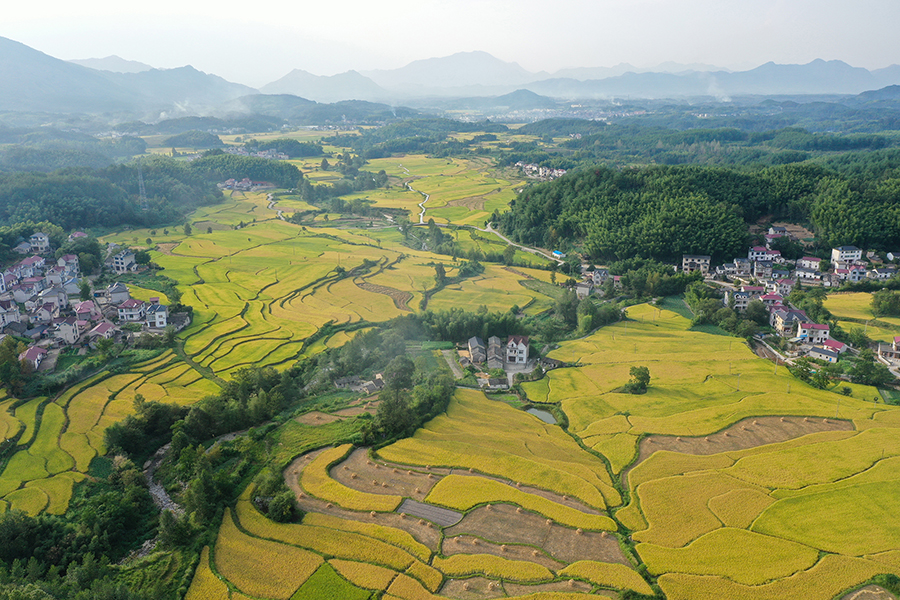 俯瞰稻田，就是一幅丰收画卷。江建兴摄