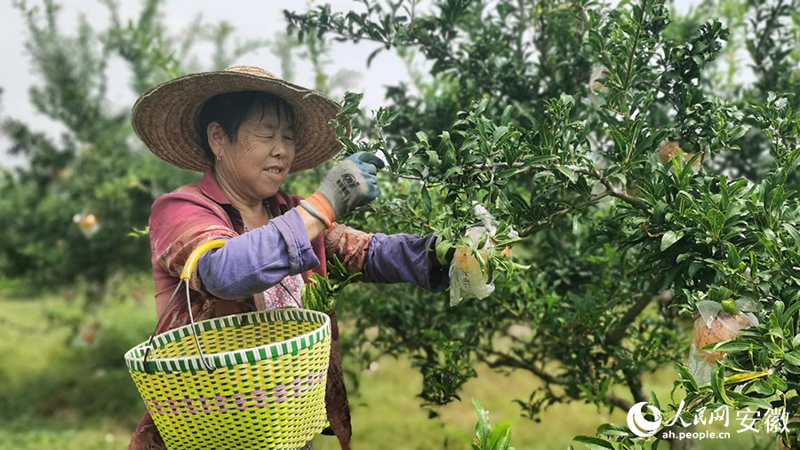怀远石榴即将进入集中采摘期。人民网 胡雨松摄