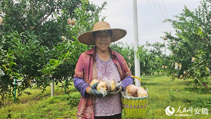 怀远石榴品质好，个头大。人民网 胡雨松摄