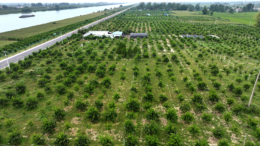 茨淮新河石榴基地约有1.3万亩，鲜果年均总产量达到2.8万吨。刘晨摄