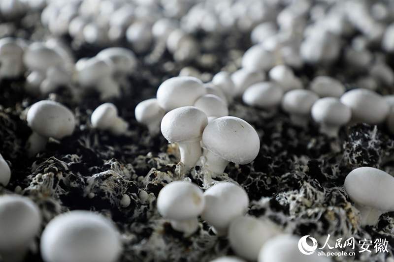 潤楊生物的雙孢菇，一天要採摘7到10噸。人民網記者 陶濤攝