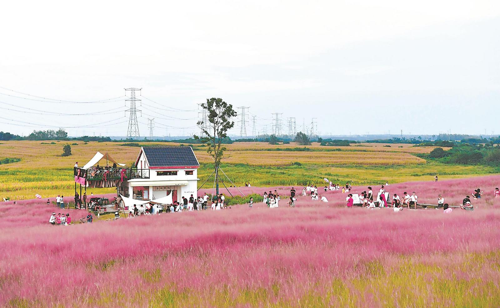 “粉色海洋”帶動鄉村旅游