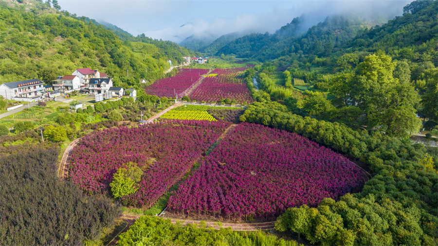 千畝紫薇爭相開放，吸引了長三角地區的游客們和當地市民前去游玩打卡。胡起攝