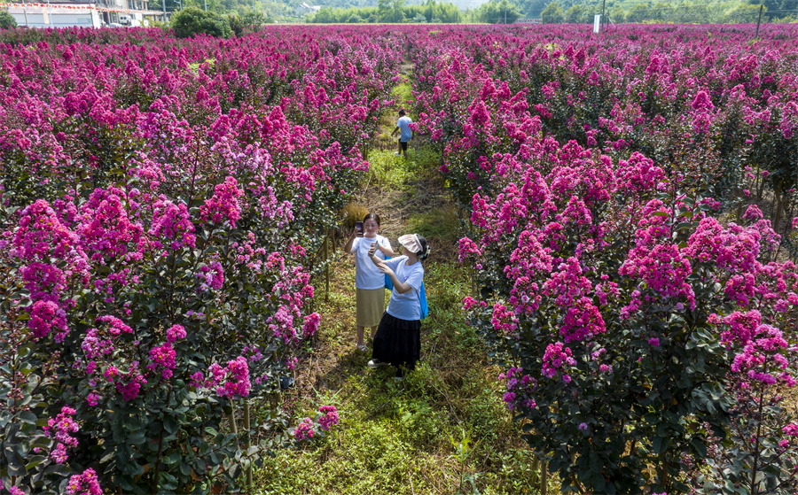 特色“農旅一體”的紫薇花海等鄉村旅游景點，拓寬了農民增收致富。胡起攝