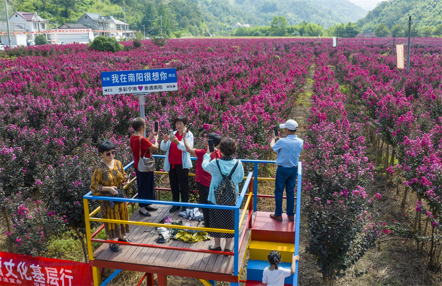 千畝紫薇爭相開放，吸引了長三角地區的游客們和當地市民前去游玩打卡。胡起攝