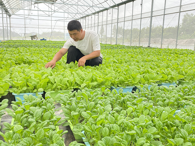 蘇道朴在合作社主要負責盆栽蔬菜技術。灣沚區委宣傳部供圖