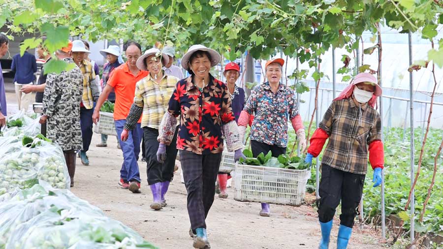 望江縣漳湖鎮的蔬菜收獲了。葉磊攝